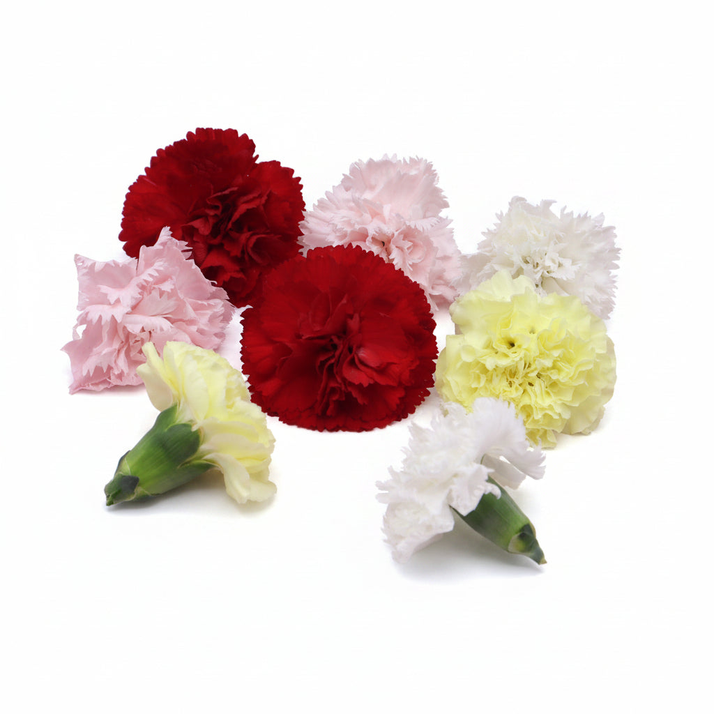 Verse eetbare Anjer - Groot, geel rood roze wit