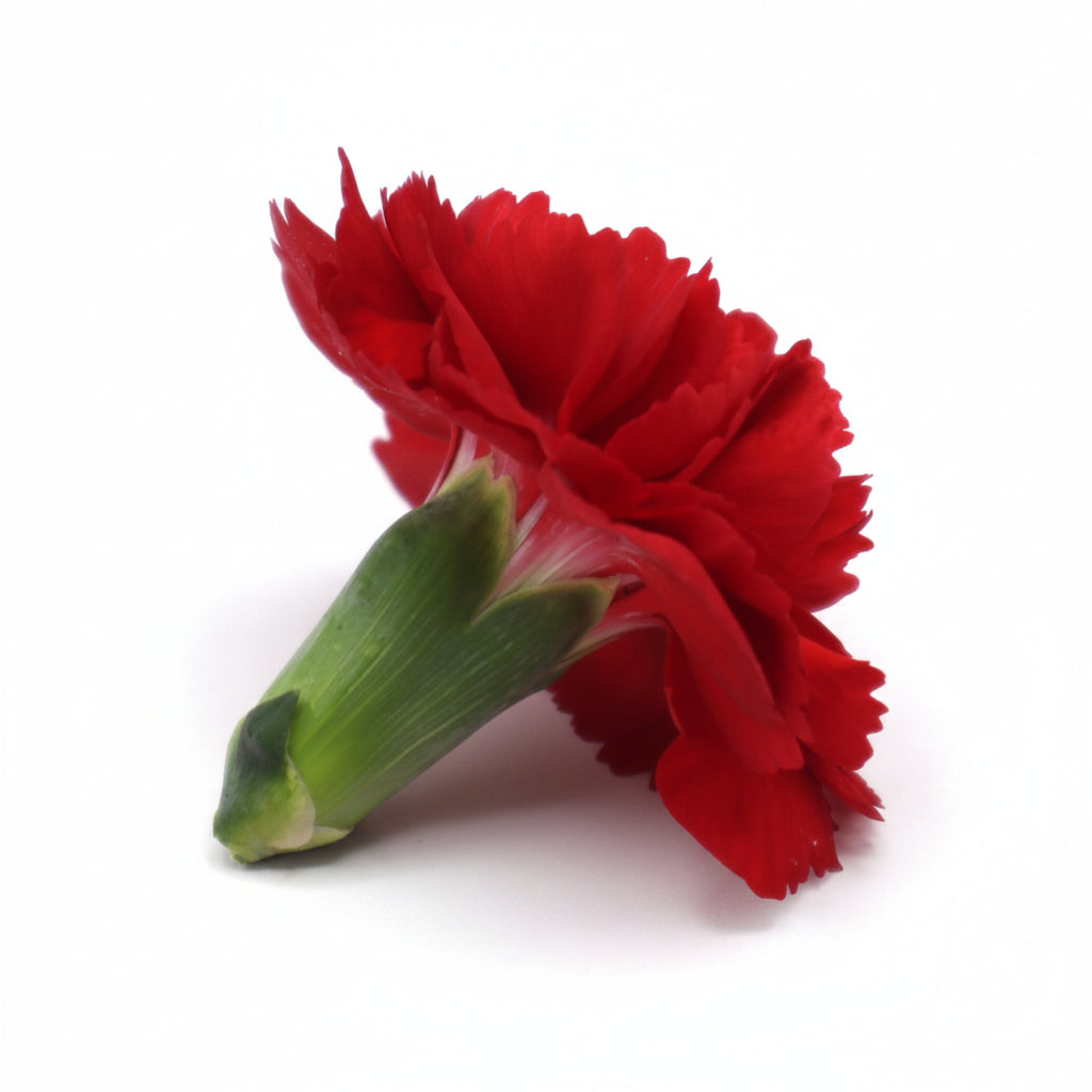 Verse eetbare Anjer - Groot, geel rood roze wit