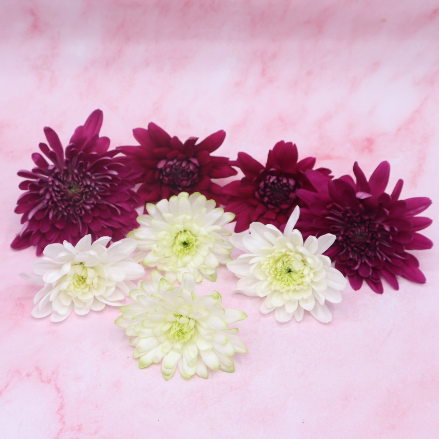 Chrysant Royal