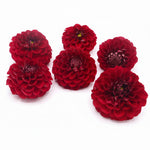 Dahlia XL