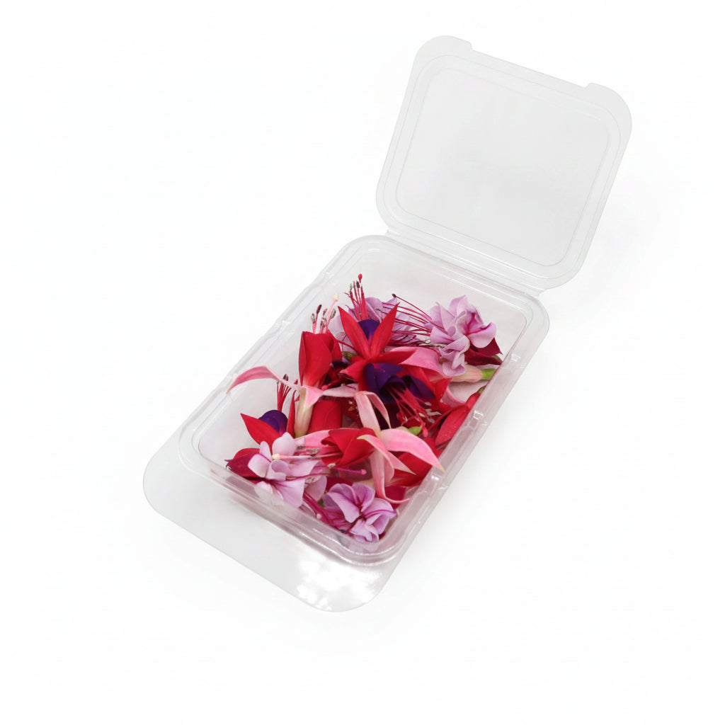 Fuchsia