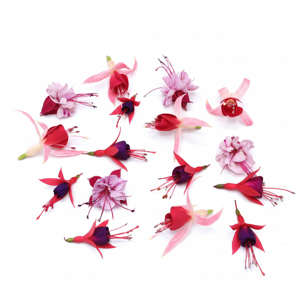 Fuchsia