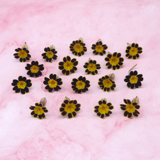 Mini-Primel Schwarz/Gelb