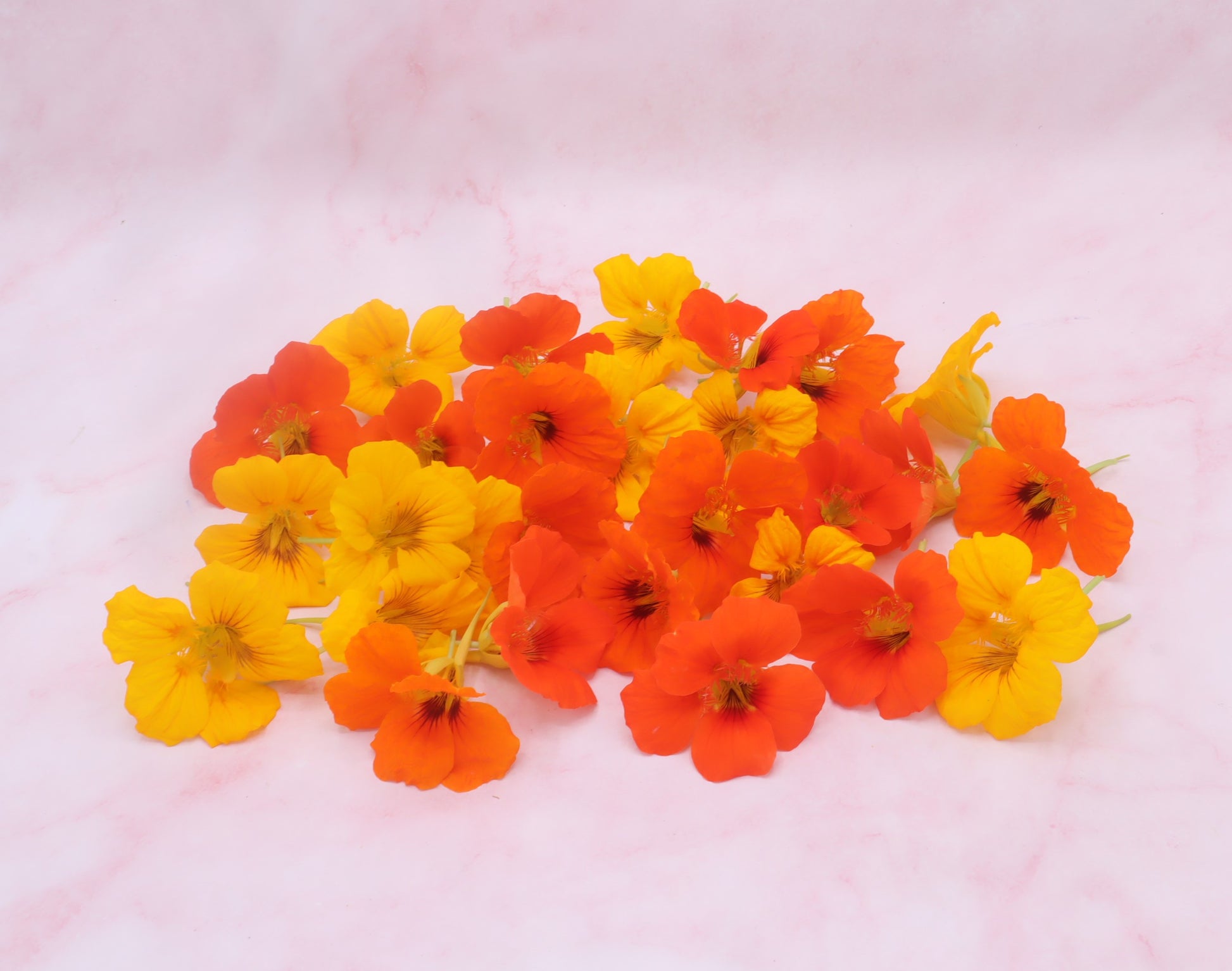 Eetbare Oost-indische kers bloemen, eetbare bloemen, oranje eetbare bloemen