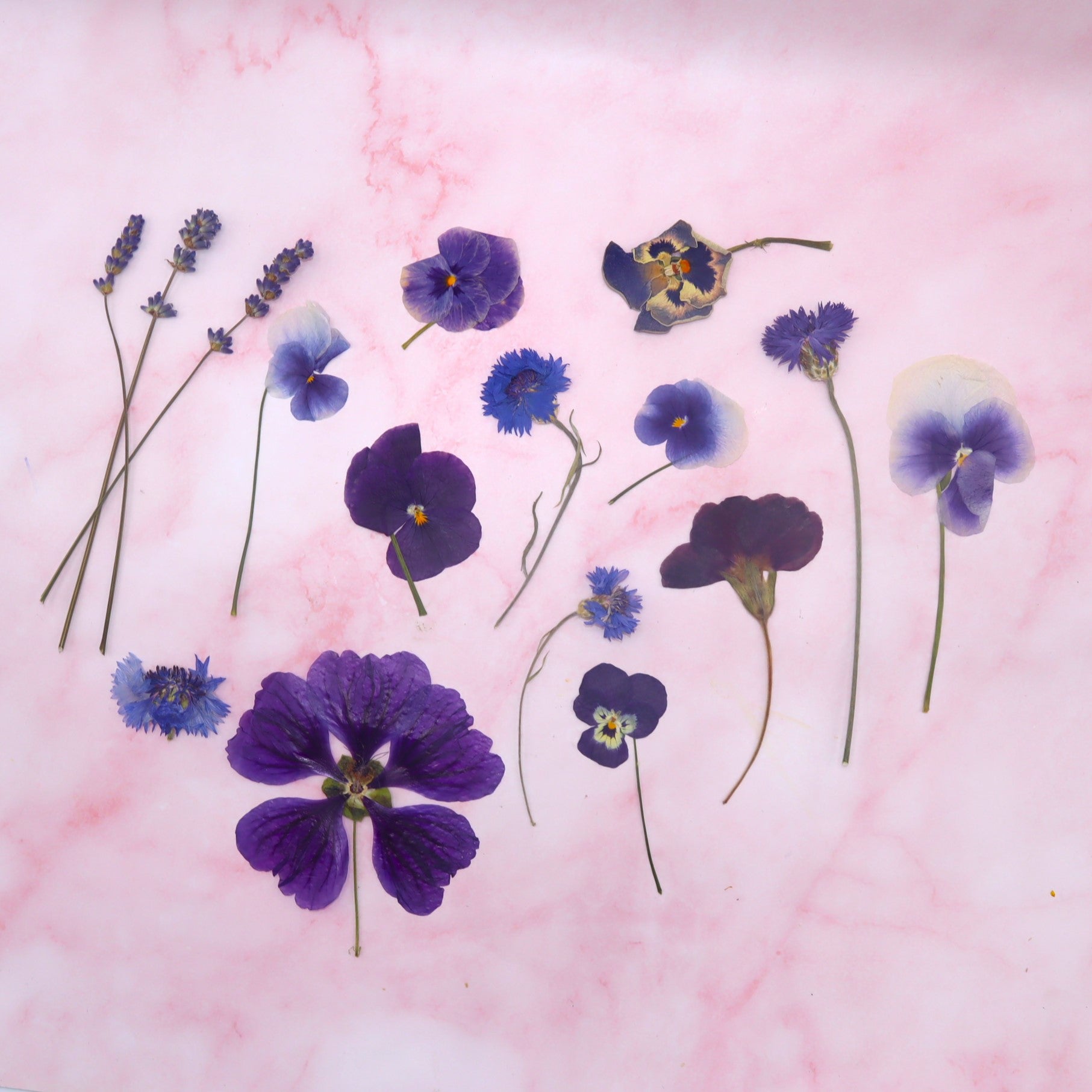Geperste eetbare bloemen, blauw/paars. Bruidstaart, bruiloft