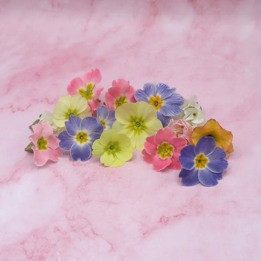 Pastelkleurige Primula