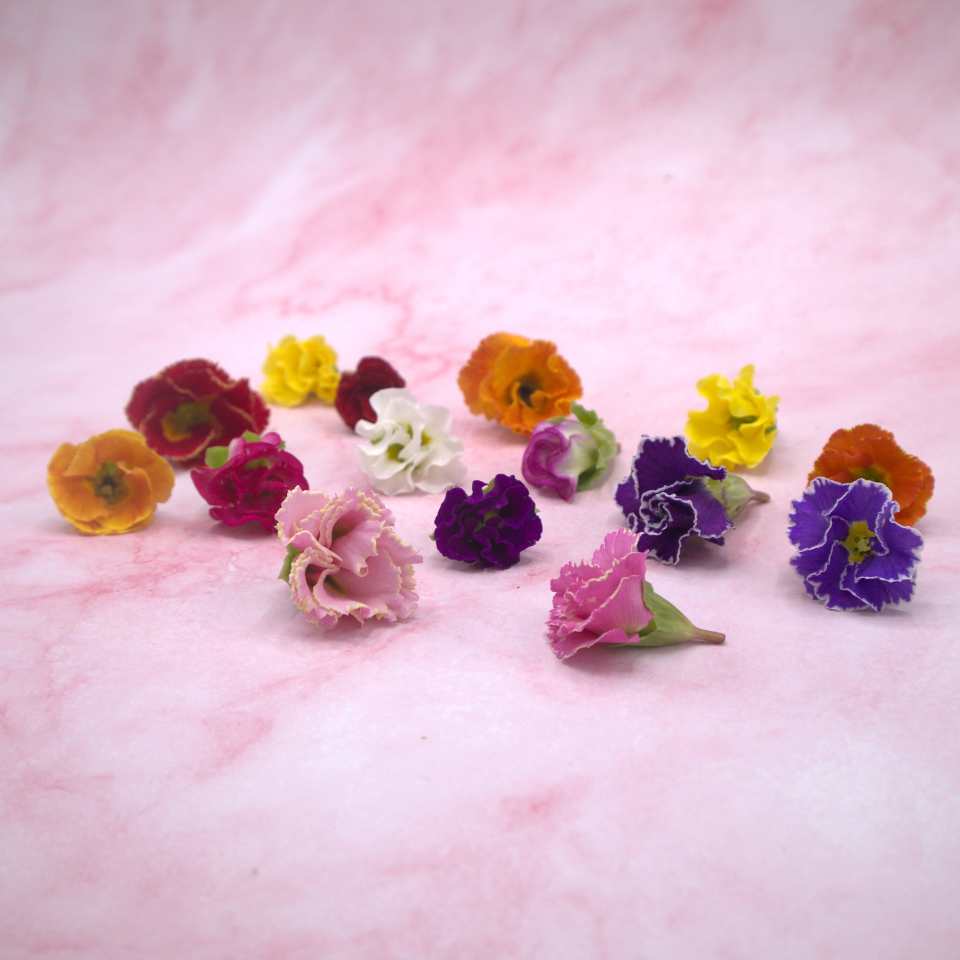 Roosvormige Primula - Floral Delight