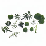 Groene eetbare bladeren mix van Floral Delight. Botanische twist voor taarten