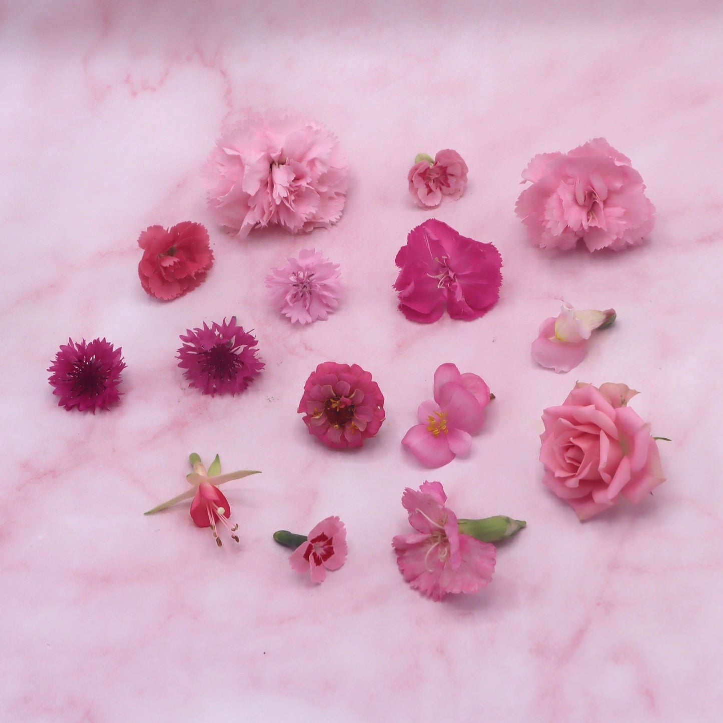 Roze eetbare bloemen mix. Romantische mix. lichtroze en donkerroze.  Floral Delight