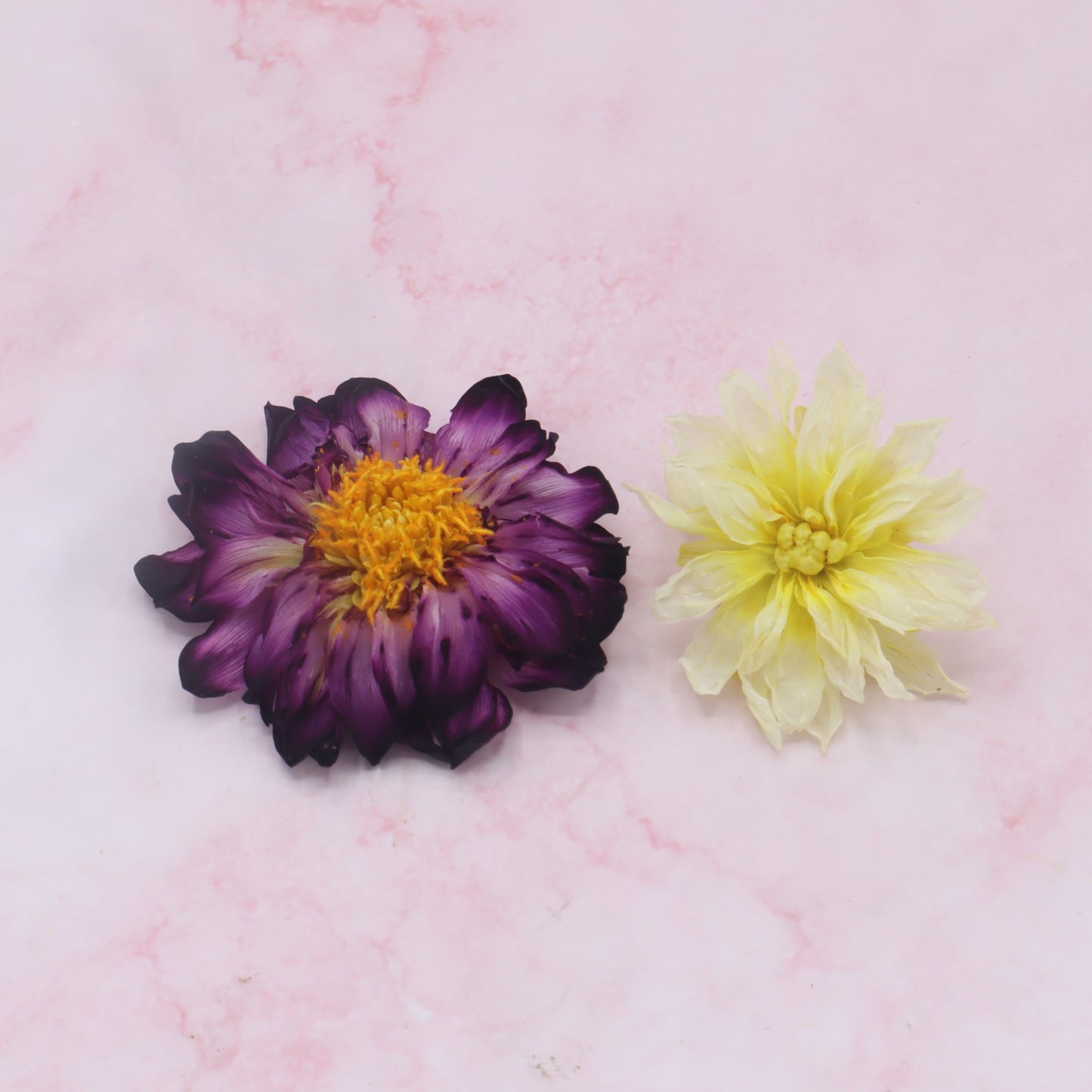Gevriesdroogde Dahlia, eetbare bloemen. Floral Delight online webshop 