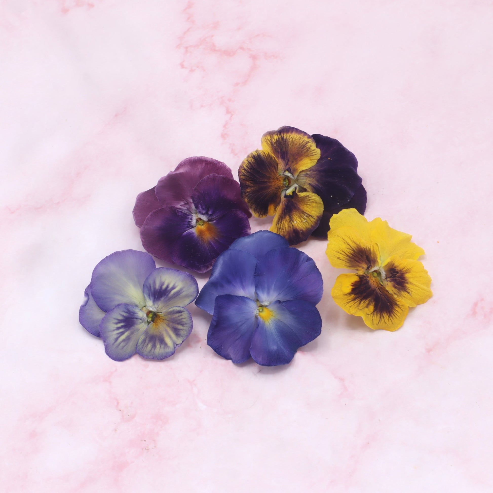 Gevriesdroogde viooltjes, violen, viola, freeze dried edible viola pansy. Floral Delight Eetbare bloemenshop